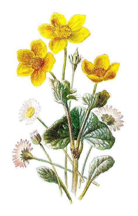 antique images  wildflower  flower botanical art image