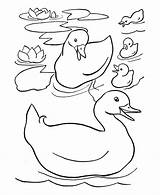 Coloring Family Duck Easter Ducks Drawing Kids Sheets Pages Colouring Preschool Pond Color Printable Little Kindergarten Gif Duckling Drawings Happy sketch template