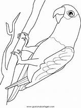 Perroquet Coloriage Oiseaux Papageien Papagaj Imprimer Pappagalli Oiseau Coloriages Parrot Ptaki Kolorowanki Tiere sketch template