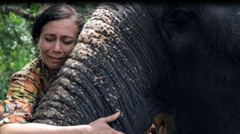 Hindistan Daki Tapınak Fillerini Kurtarmaya çalışan Kadın Bbc News Türkçe