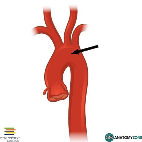 aortic arch cardiovascular anatomyzone