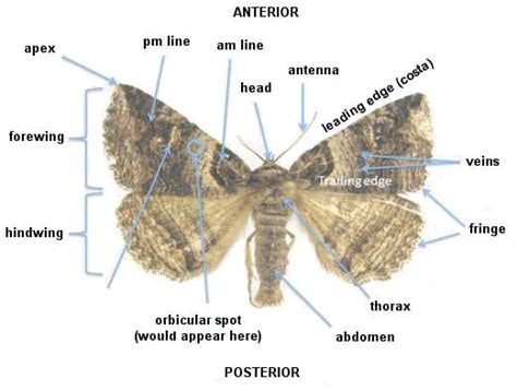 derbyshire macro moths part  hepialidae  erebidae tonydavisonphotographycom