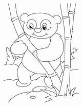 Panda Coloring Pages Cute Giant Library Clipart sketch template