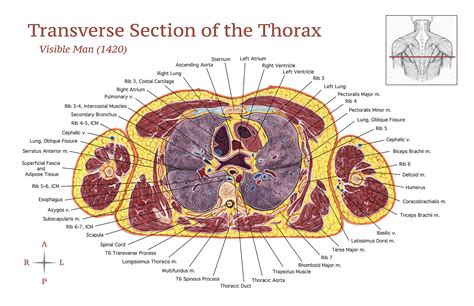 transverse section   thorax behance