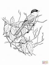 Sparrow Coloring Crowned Printable Pages Drawing Sparrows Bird Supercoloring Color Drawings Birds Adult Crafts Silhouettes Visit Getcolorings Choose Board Comments sketch template