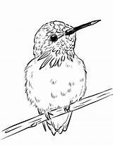Beija Flor Kolorowanka Koliber Hummingbirds Kolorowanki Fofo Ausmalbilder Kolibris Colorironline Adorável Druku Kategorii Drukuj sketch template