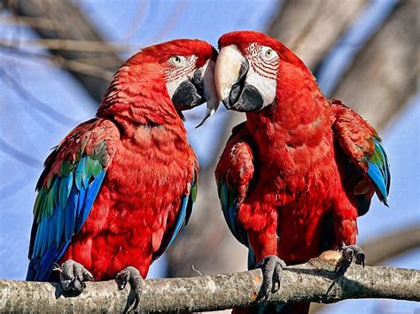 sfondi uccelli natura pappagallo rosso becco  uccello ara ala fauna vertebrato