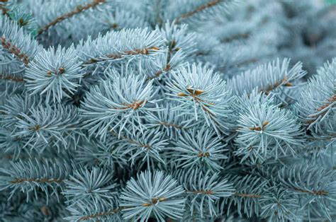 grow blue spruce trees  seeds