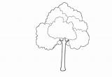 Drzewa Kolorowanki Dzieci Darmowe Drzewo Malowanki Ugu sketch template
