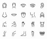 Body Human Line Icons Parts Colour Vector Graphicsfuel sketch template