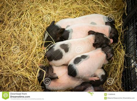 mini pig family   stock photo image  cute