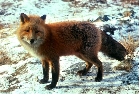 fox fox photo  fanpop