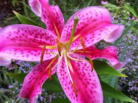 guide  growing spectacular stargazer lilies dengarden