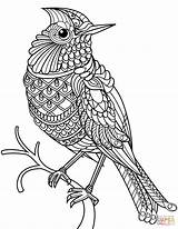 Zentangle Cardinal Northern Adults Getdrawings Owls Getcolorings Drukuj Kleurplaten Zoeken sketch template