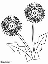 Dandelion Coloring Pages Flowers Flower Kids Printable Book Print Colouring Board Color Chrysanthemum Coloringpagebook Drawing Drawings Advertisement Choose Comments sketch template