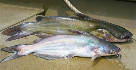 texas  statewide blue  channel catfish size regulations