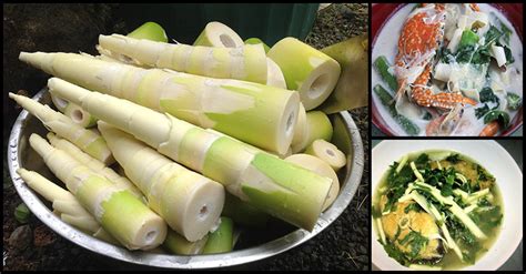 impressive health benefits  bamboo shoots labong tambo dr