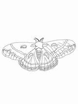 Moth Cecropia Coloring Pages Drawing Line Supercoloring Printable Getdrawings Categories sketch template