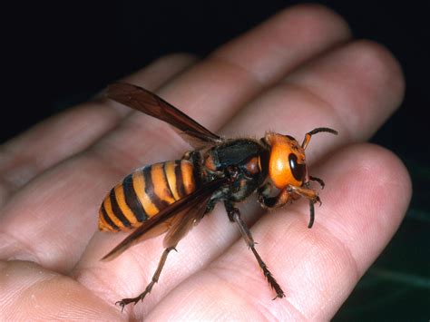 Giant Hornets Kill Dozens In China Warm Temps Might Be