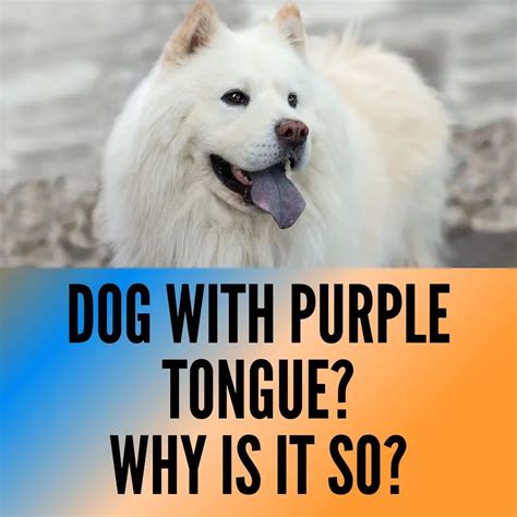dogs  purple tongues  list oxford pets