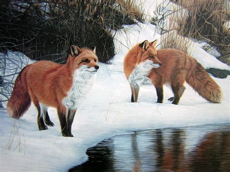photo foxes animal