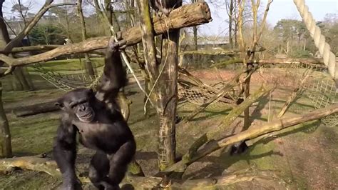 chimp  netherlands zoo takes  flying drone  stick