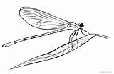 Coloring Pages Lineart Dragonflies Printable Kids sketch template