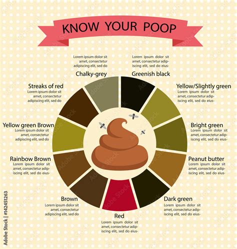 poop stool color changes color chart and meaning healthy concept stock