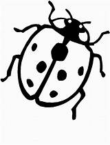 Coccinelle Bubamara Kolorowanki Joaninhas Biedronki Bojanke Crtež Crtezi Disegno Printanje Bojanje Ladybugs Proiect Osam Mea Tematic Colorido sketch template