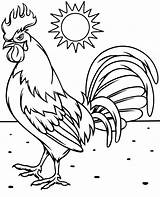 Rooster Coloring Print Pages Color Bird Backyard sketch template