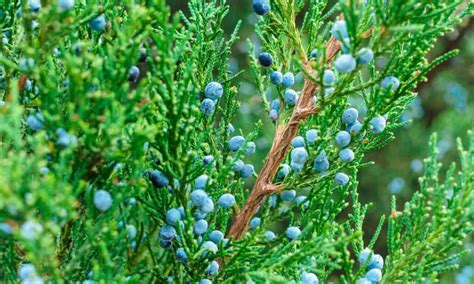 blue arrow juniper  skyrocket juniper   animals