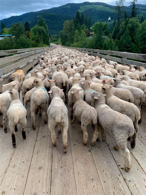 wise leaders raise  lead sheep life coach helps