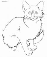 Cat Coloring Pages Kitten Color Realistic Calico Printable Cats Wild Tabby Kittens Print Drawing Kids Baby Tiger Template Javanese Click sketch template