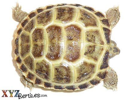 baby russian tortoise  sale   arrival guarantee xyzreptiles