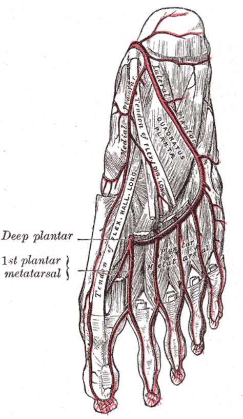 medial plantar artery wiki