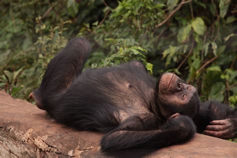 uganda primates tracking amazing gorilla expedition