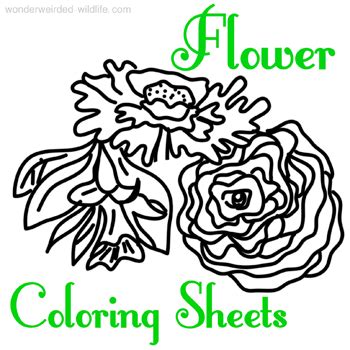 flower coloring sheets  wonderweirded wildlifecom flower