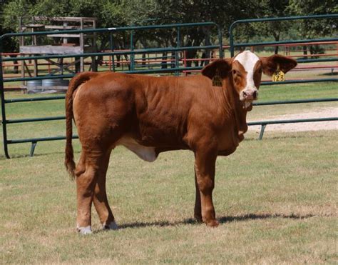 lot 24 lmc arcadia 5c 123 purebred simbrah show heifer prospect cattle in motion cattle