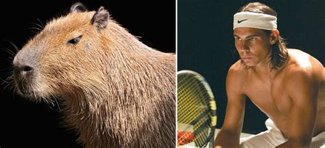 rafael nadal   capybara