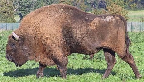 european bison   remain   wild  court decision