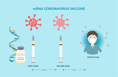 delaying  covid  vaccine doses   supplies  longer    risks