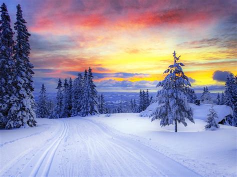 norway winter forest snow trees  wallpaperscom
