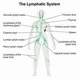 Lymph Lymphatic Drainage Diagrams Circulatory Labeled Gland Koibana 101diagrams Ottawa Lymphedema sketch template