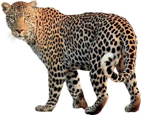 leopard print png transparent leopard printpng images pluspng