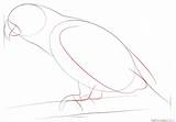 Parrot Draw African Grey Drawing Step sketch template