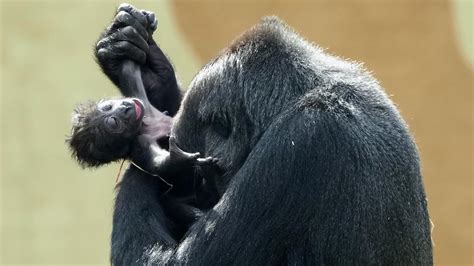 rare gorilla born  beekse bergen teller report