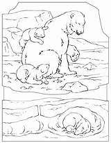 Arctic Sheets Ours Coloriages Disegno Didattica Coloriage Animaux Polarbear Bears Fun Motor Coloringhome sketch template