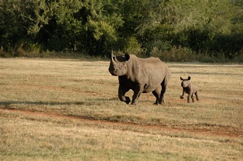 suzuki rhino club voor de bedreigde zwarte neushoorn suzuki nederland