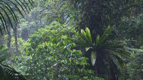javas  rainforests