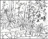 Nature Adults Printable Coloring Pages Adult Waterfall Kids Scenes Rainforest Print Pdf Color Drawing Natur Getcolorings Template Sketch Getdrawings Colorings sketch template